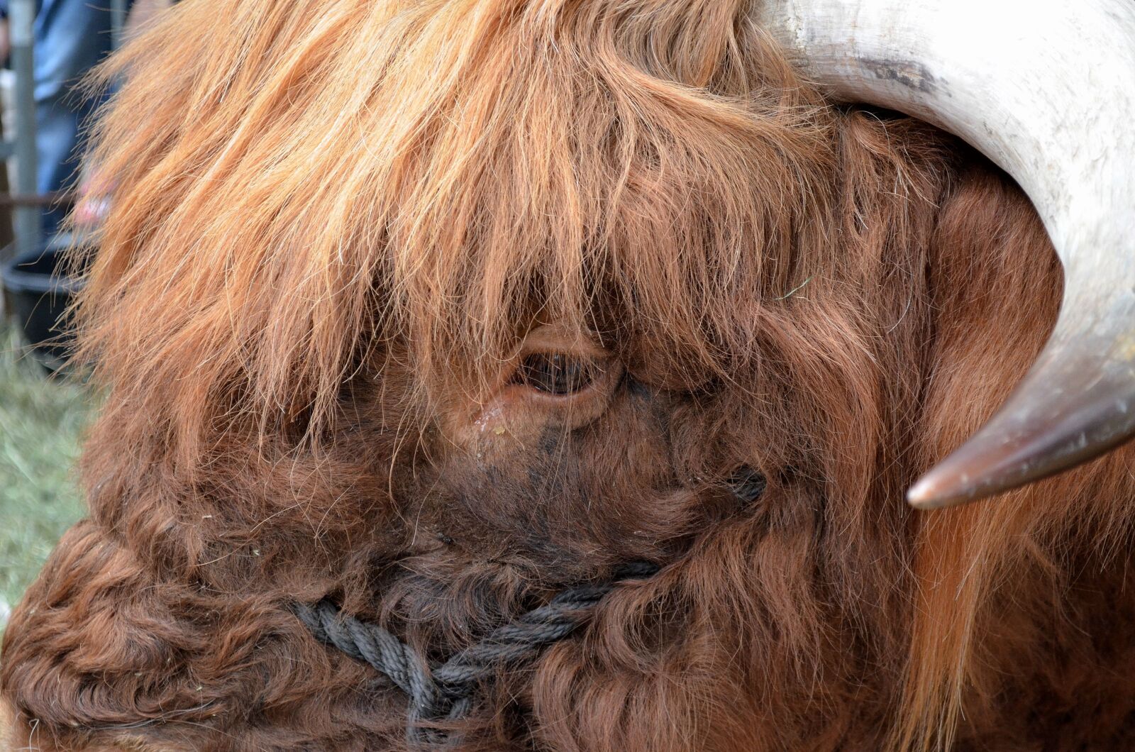 Nikon D5100 sample photo. Galloway beef, beef, galloway photography