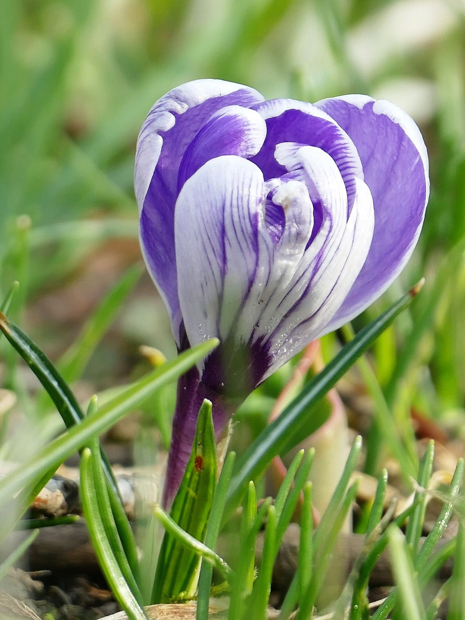 Panasonic Lumix DMC-FZ1000 sample photo. Nature, spring, flower photography