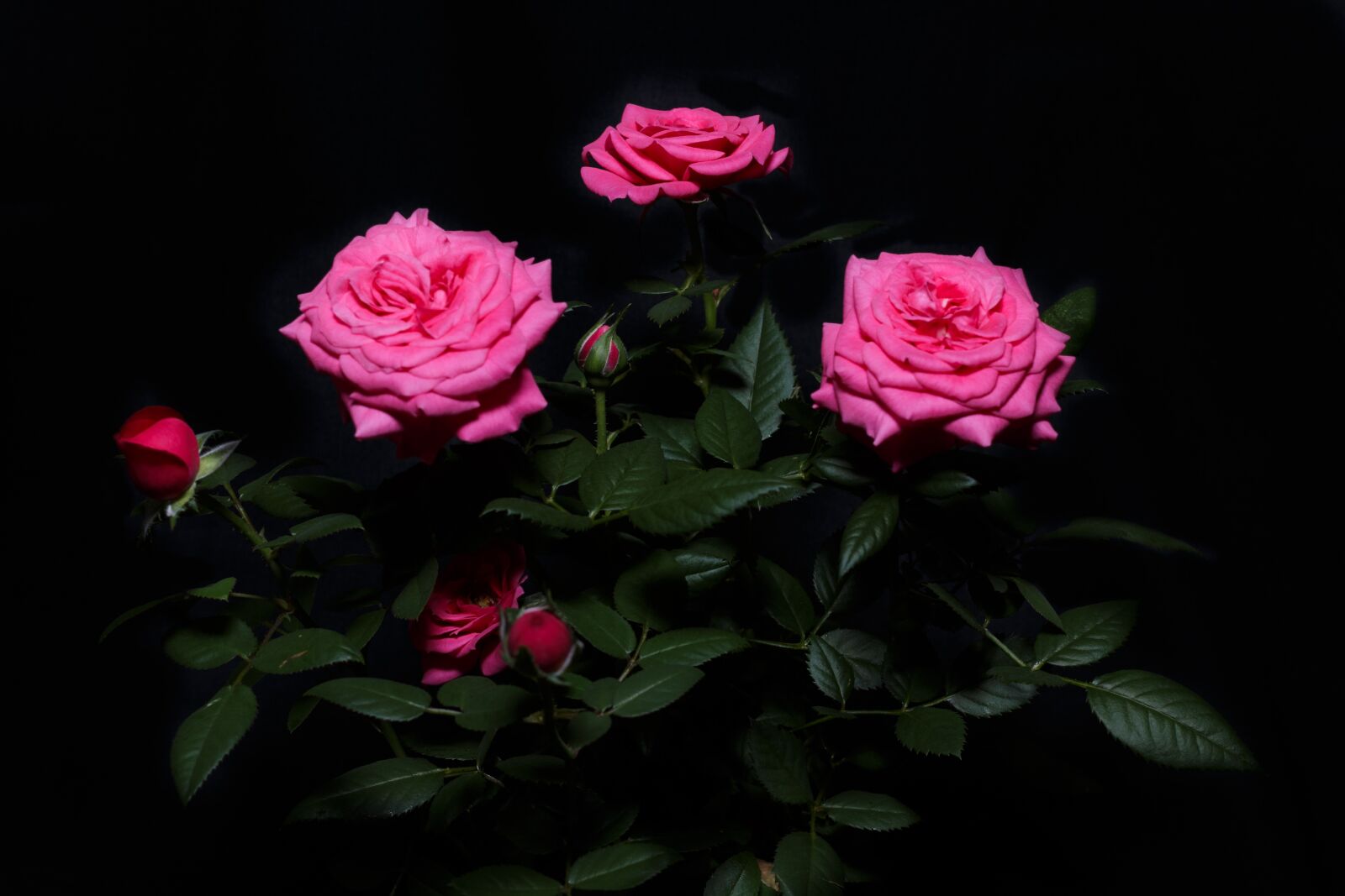 Canon EOS 70D + Canon EF 40mm F2.8 STM sample photo. Rose, roses, pink photography