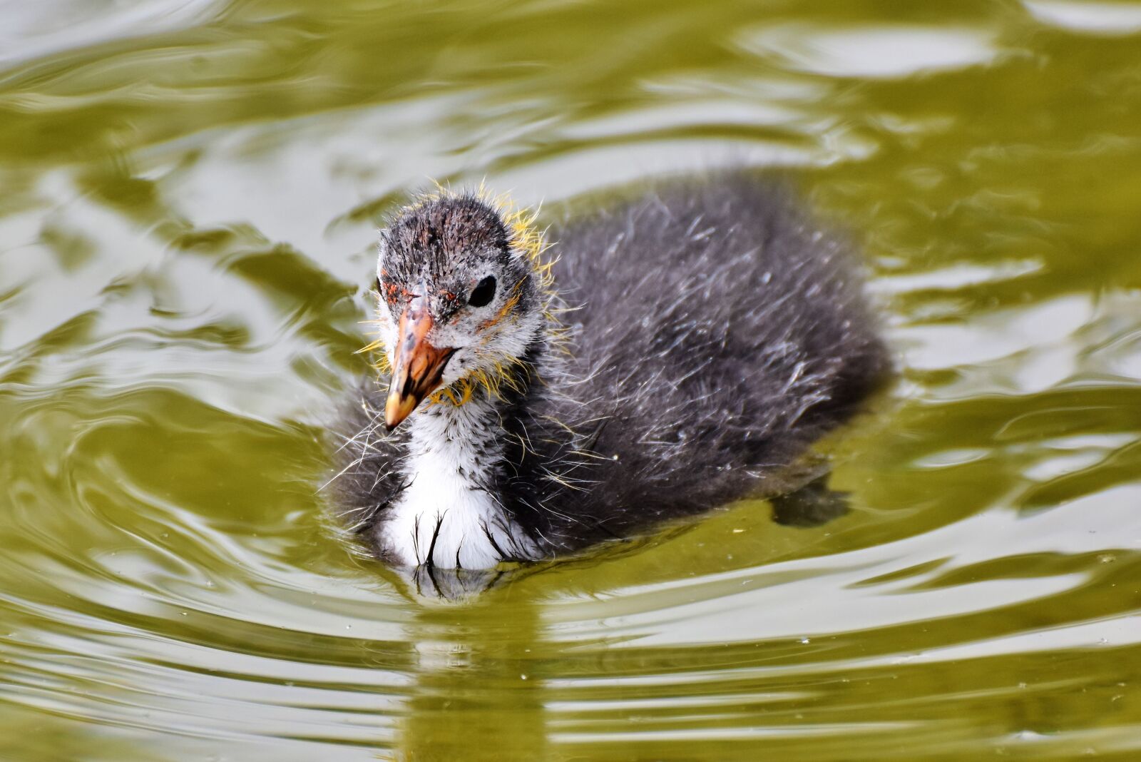 Nikon D7200 sample photo. Coot, duck, chicks photography