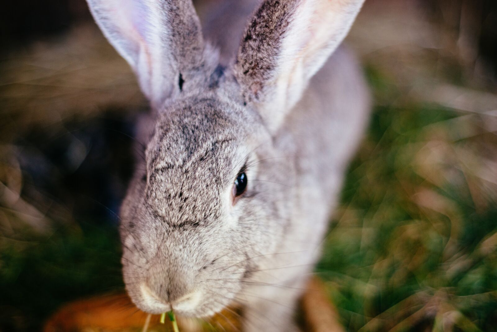 Nikon D800 sample photo. Rabbit, hare, fur photography