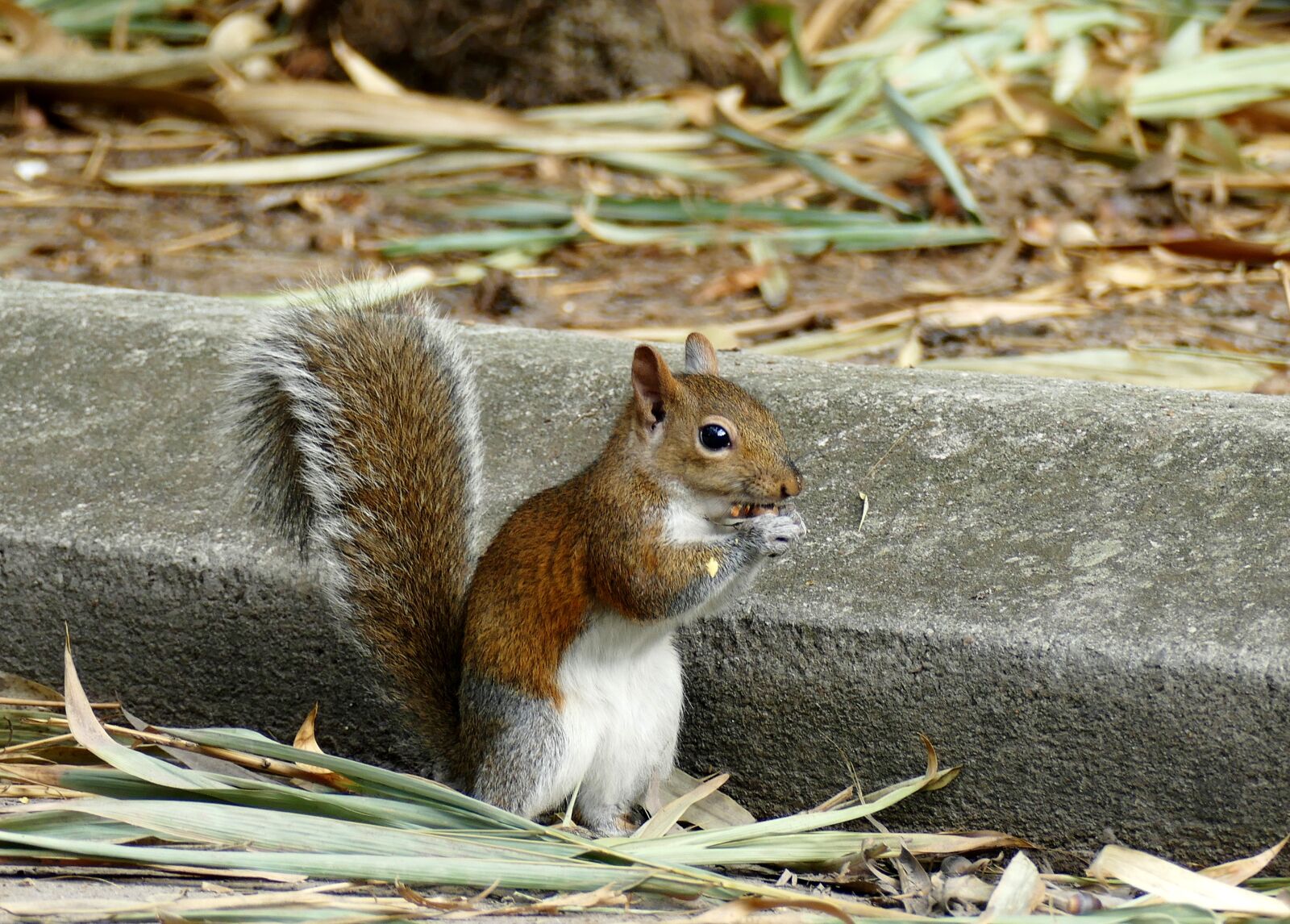 Panasonic Lumix DMC-FZ1000 sample photo. Squirrel, nuts, rodent photography