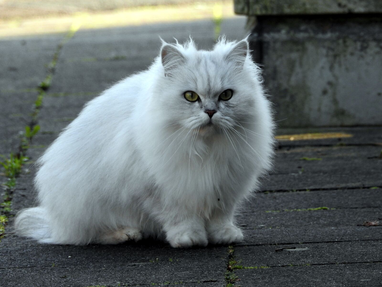 Nikon Coolpix P900 sample photo. White cat, cat, domestic photography