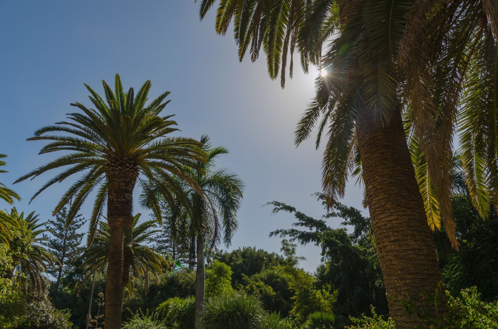 Nikon D5100 sample photo. Santa cruz, tenerife, canary photography