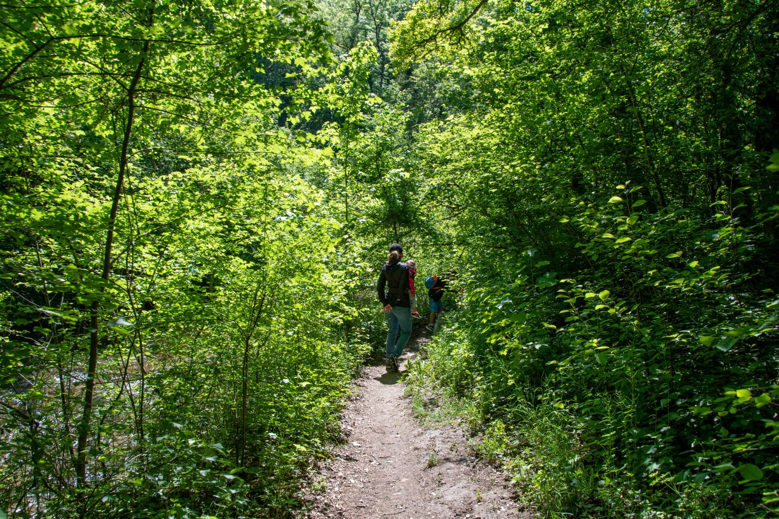 Nikon D5500 sample photo. Forest, trees, nature photography