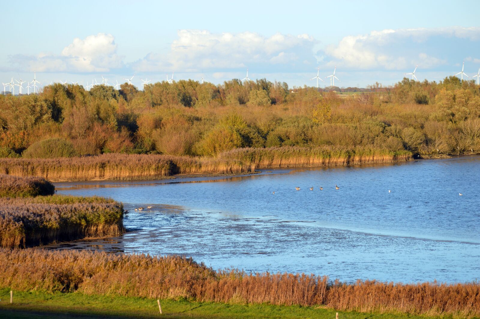 Nikon D3200 sample photo. Bird sanctuary, meldorfer port photography