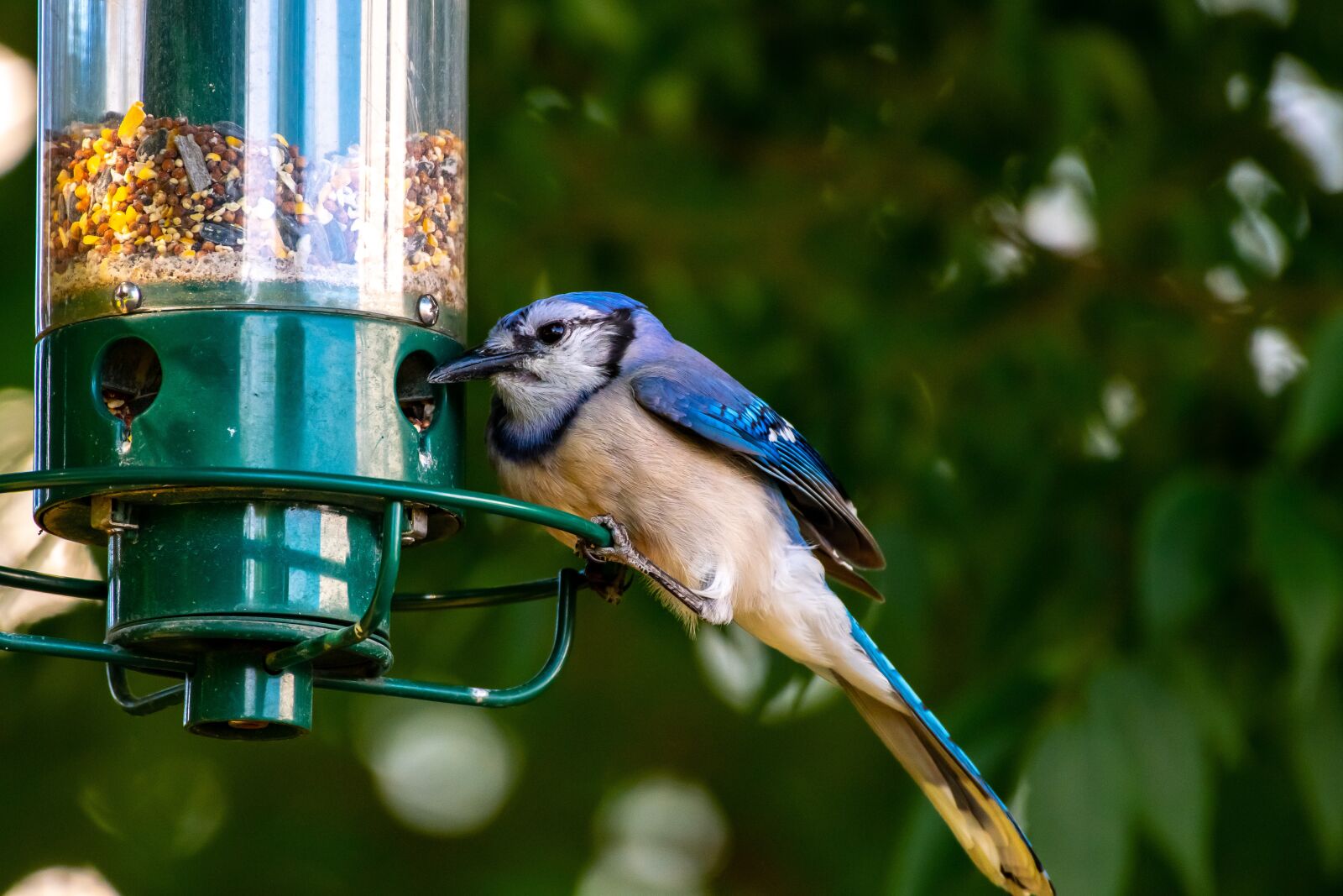 Nikon D500 sample photo. Bird feeder, bird, birdwatching photography