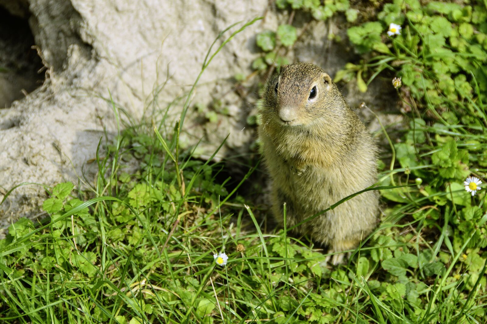 Nikon D3200 sample photo. Animal, ground squirrel, close photography
