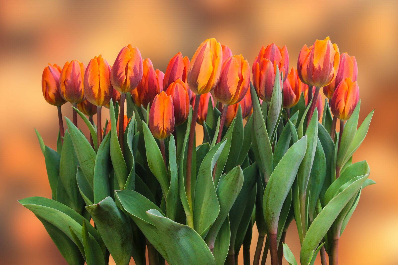 Canon EOS 70D sample photo. Nature, flowers, blossom photography
