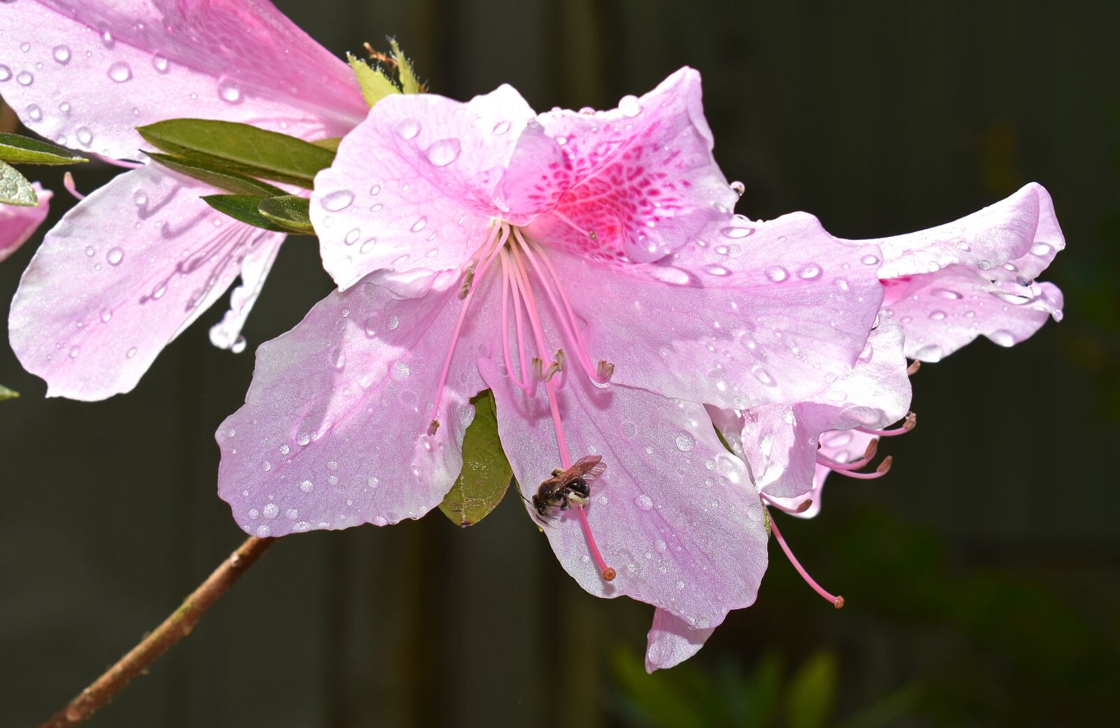 Nikon D3300 sample photo. Honeybee in azalea, azalea photography