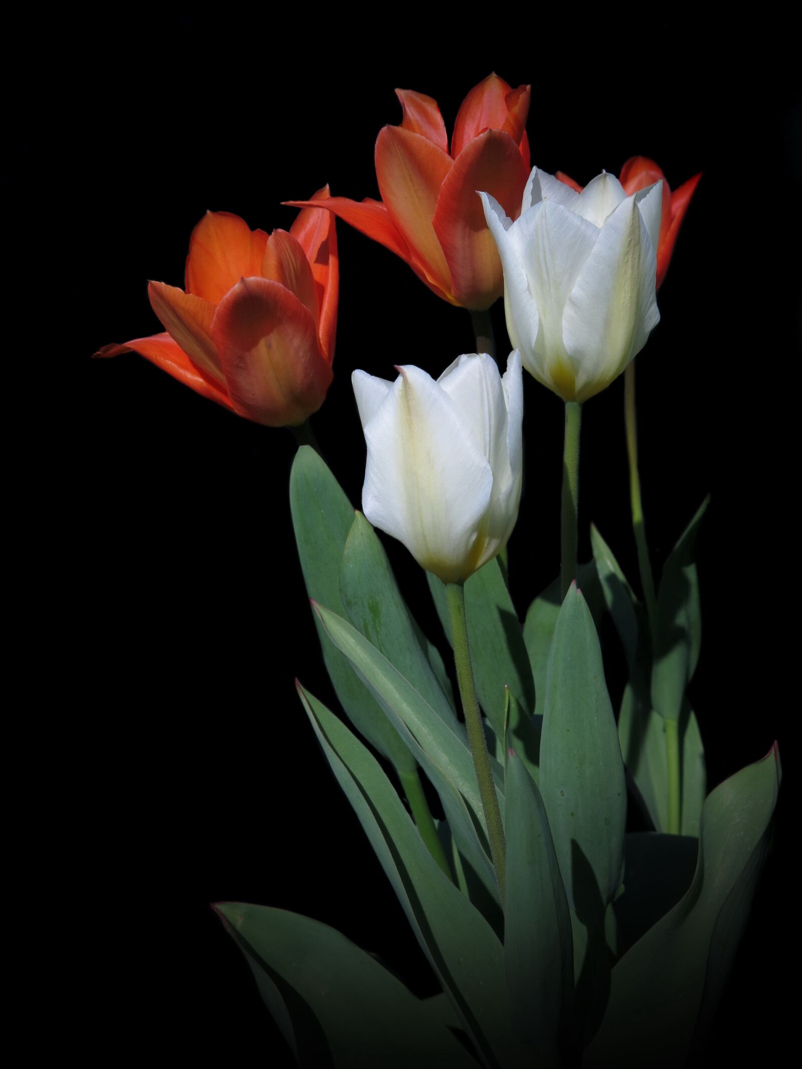 Canon PowerShot G15 sample photo. Tulips, red, spring photography