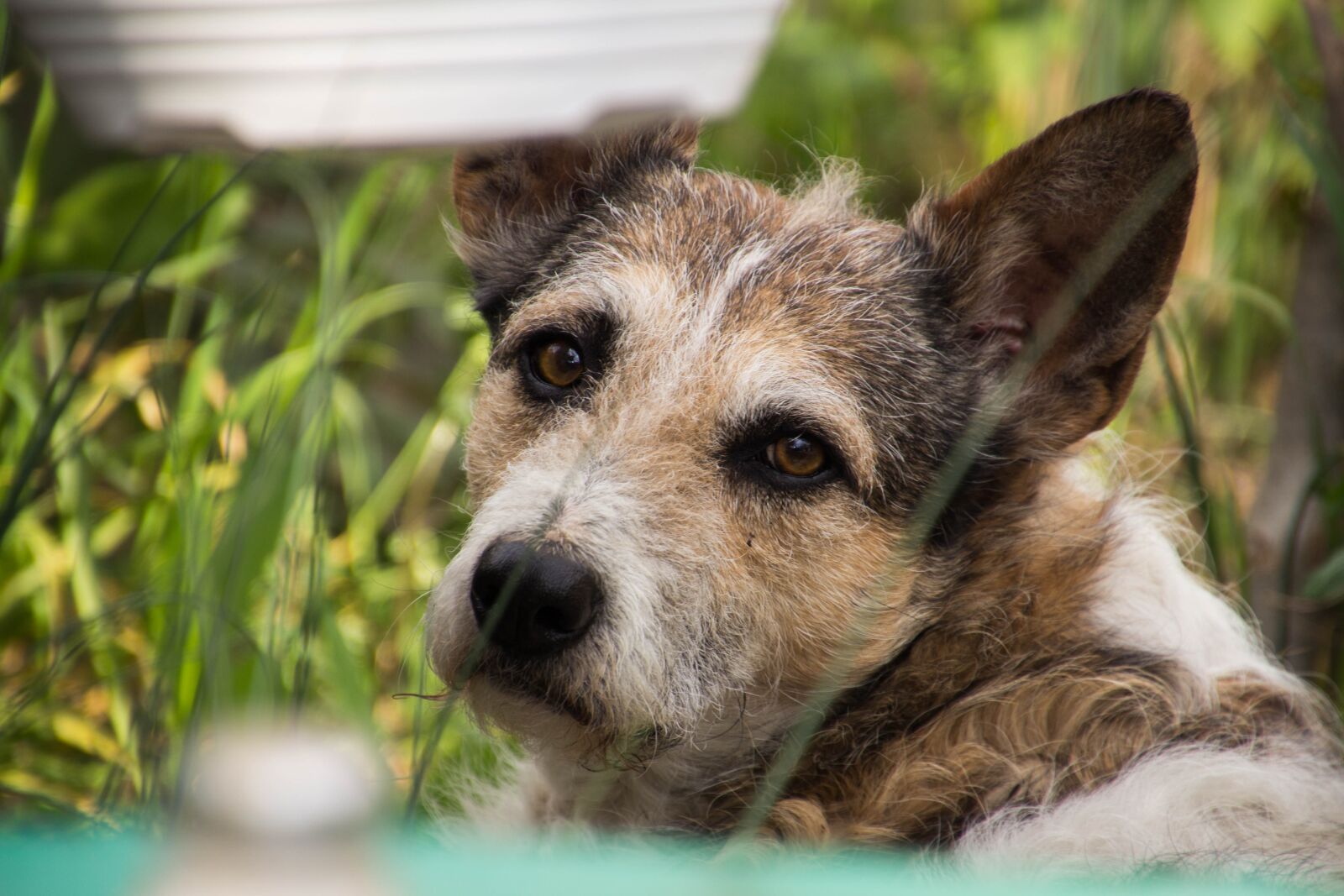 Canon EOS 60D sample photo. Nature, animals, dog photography
