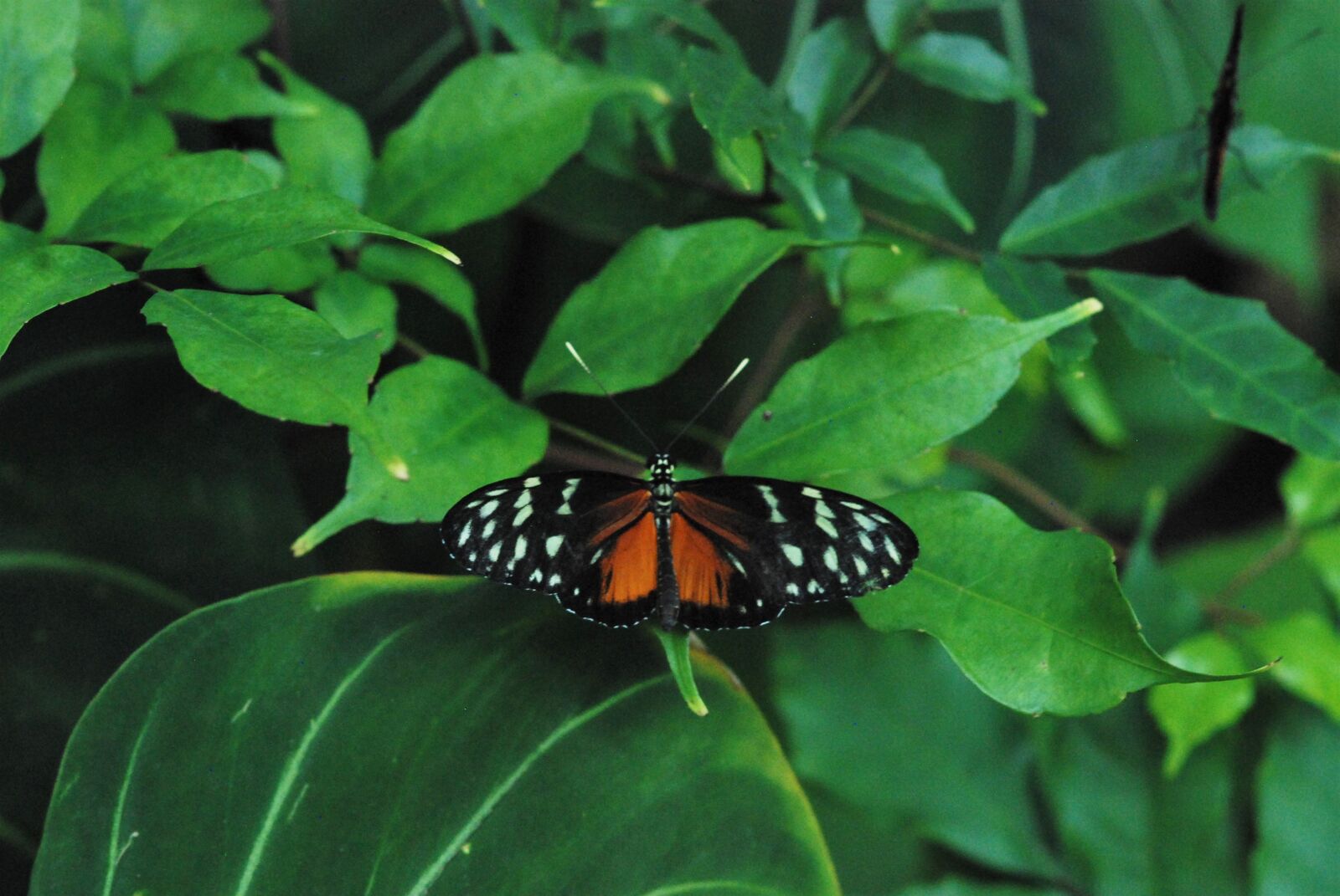 Nikon D80 sample photo. Butterfly, resting, orange photography