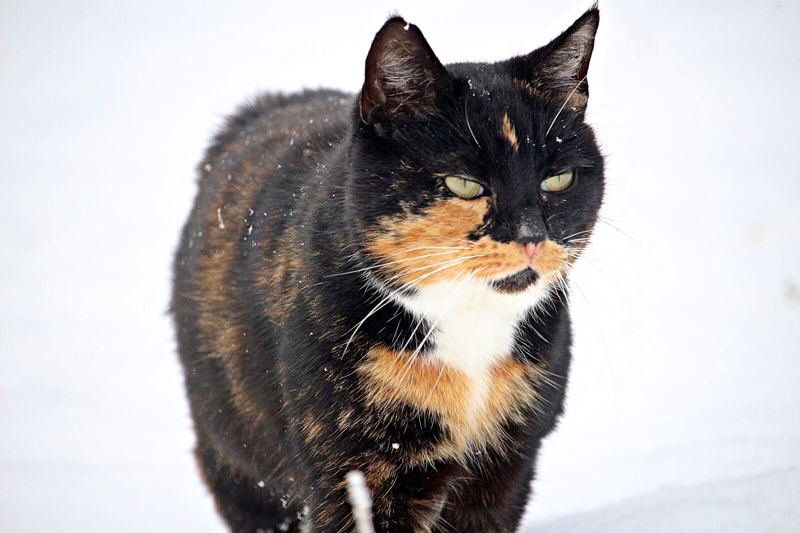 Canon EOS 100D (EOS Rebel SL1 / EOS Kiss X7) sample photo. Cat, mieze, snow photography