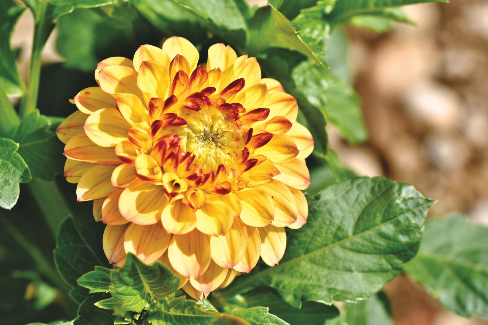 Nikon D7200 sample photo. Dahlia, dahlias bud, flower photography