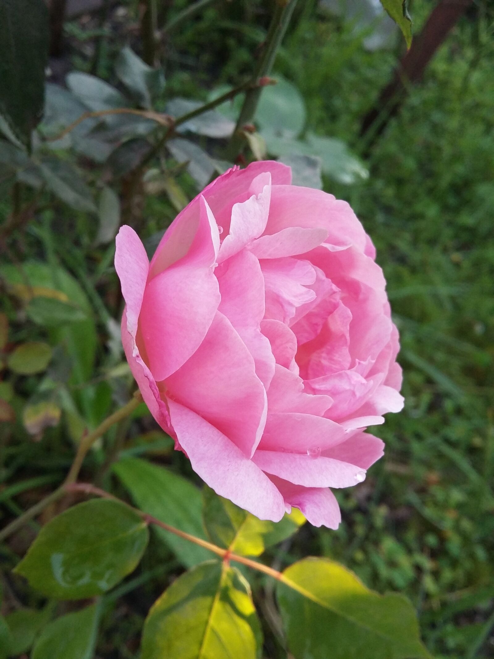 Samsung Galaxy A3 sample photo. Rosa, pink, spring photography