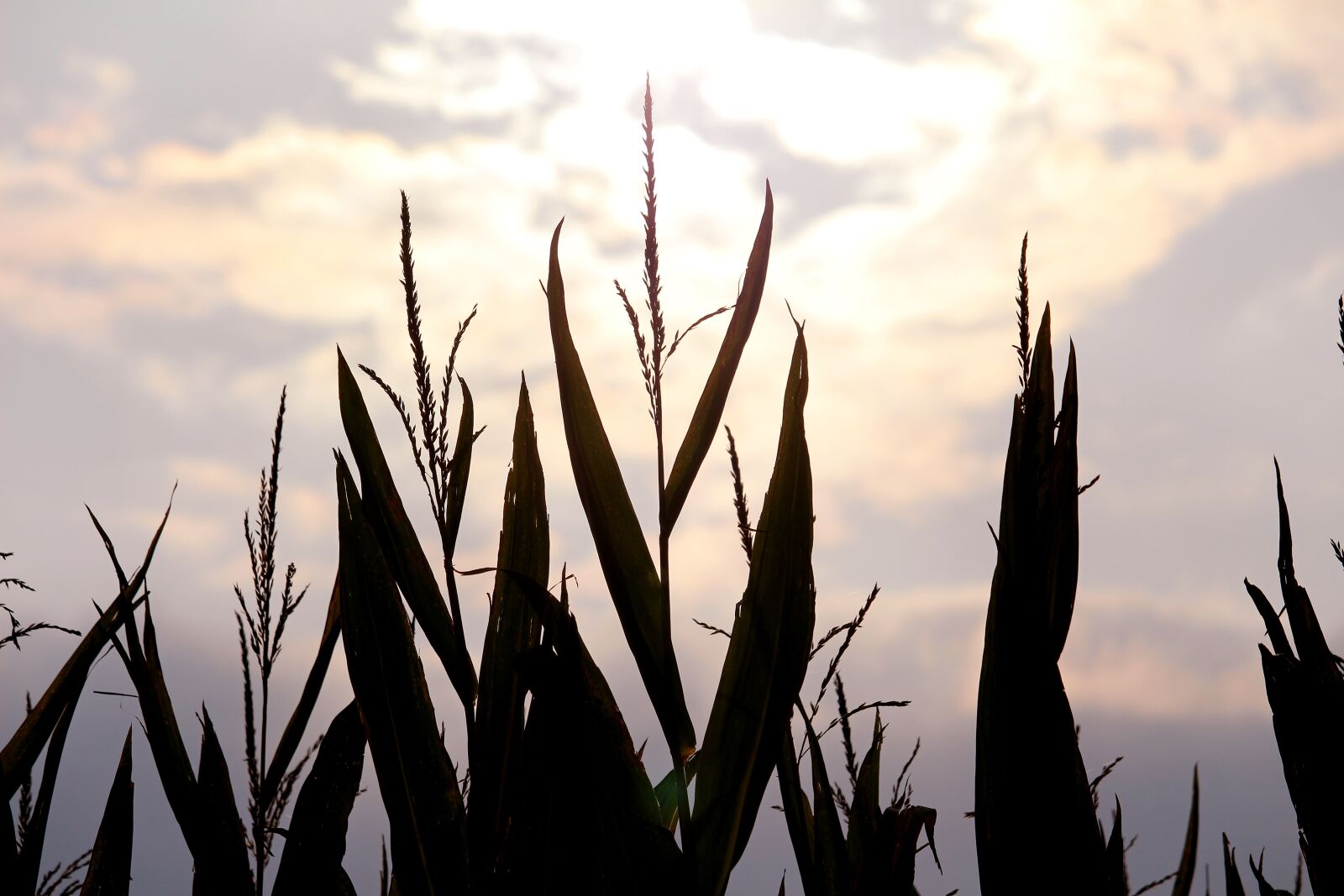 Canon EOS 700D (EOS Rebel T5i / EOS Kiss X7i) sample photo. Corn, abendstimmung, dusk photography