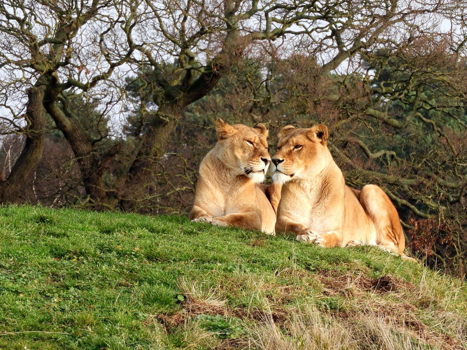 Nikon Coolpix B700 sample photo. Lion, wildlife, lioness photography