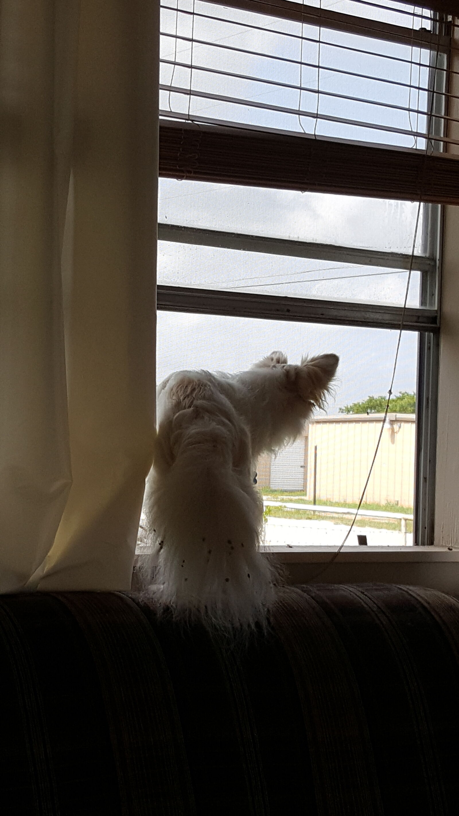 Samsung Galaxy Note5 sample photo. Dog, looking, out, small photography