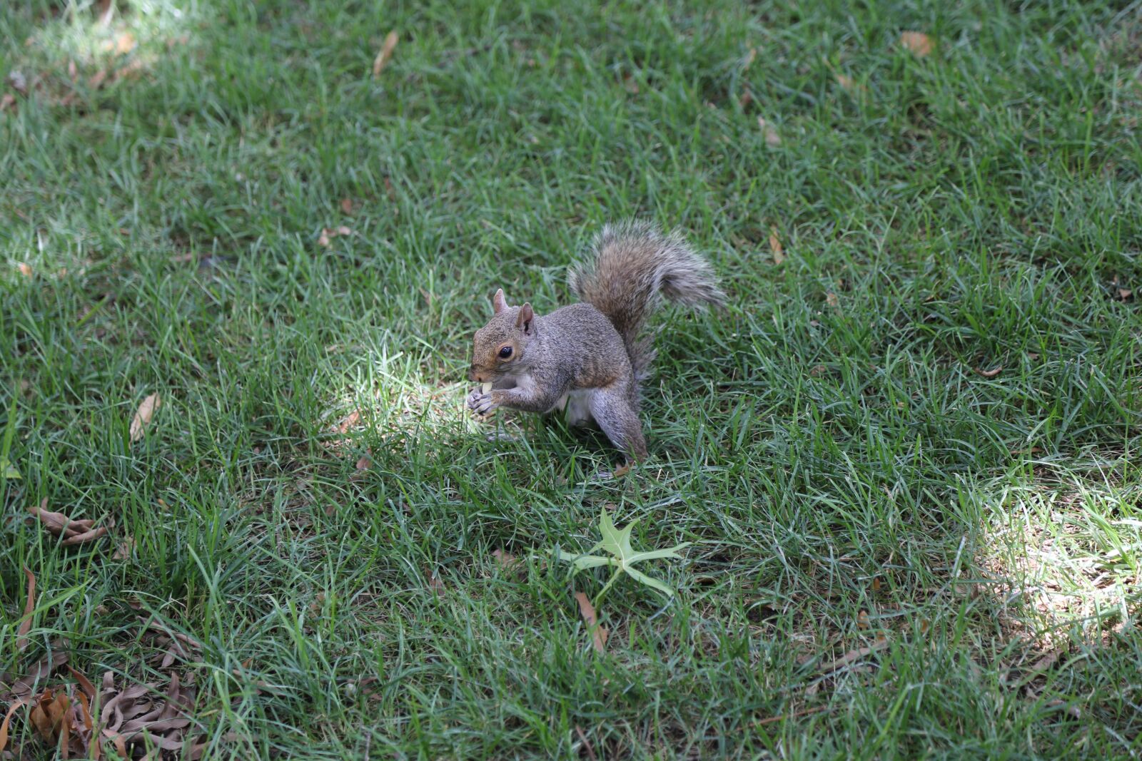 Canon EOS 6D + Canon EF 24-105mm F4L IS USM sample photo. Squirrel, nature, wildlife photography