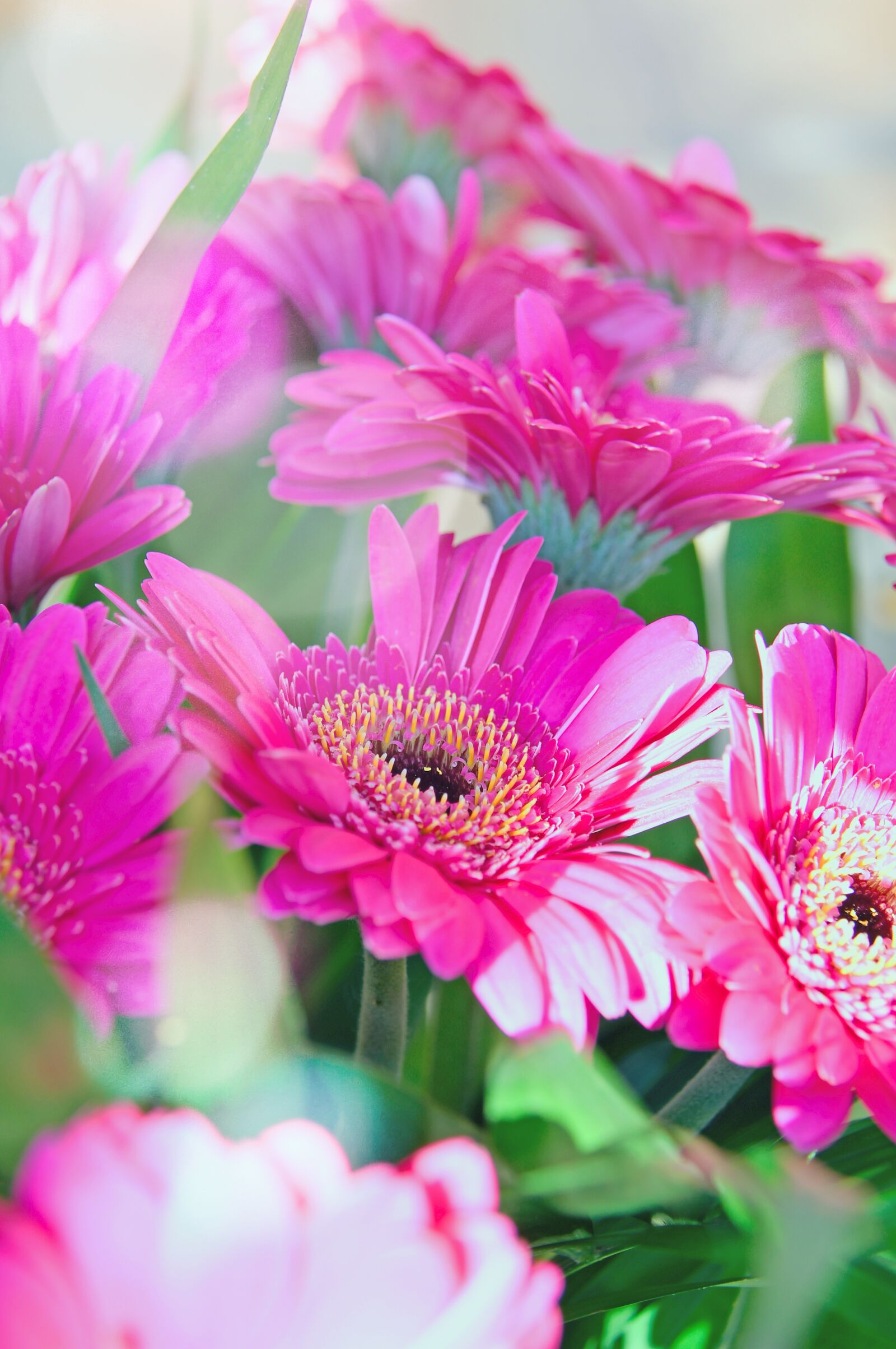 Nikon D3200 sample photo. Pink, gerbera, pink flowers photography
