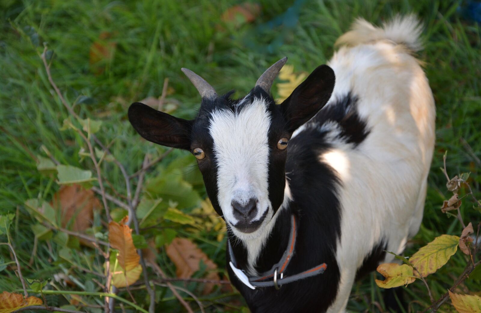 Nikon D5200 sample photo. Dwarf goat, black white photography