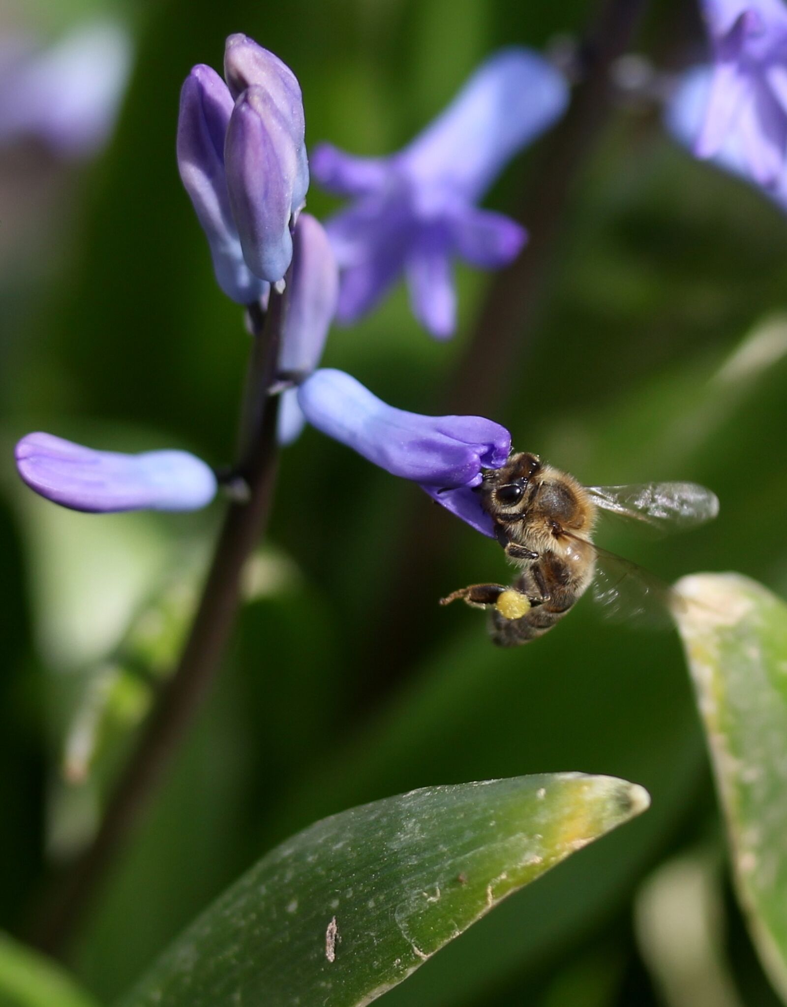 Canon EF-S 60mm F2.8 Macro USM sample photo. Hyacinth, bee, pollination photography