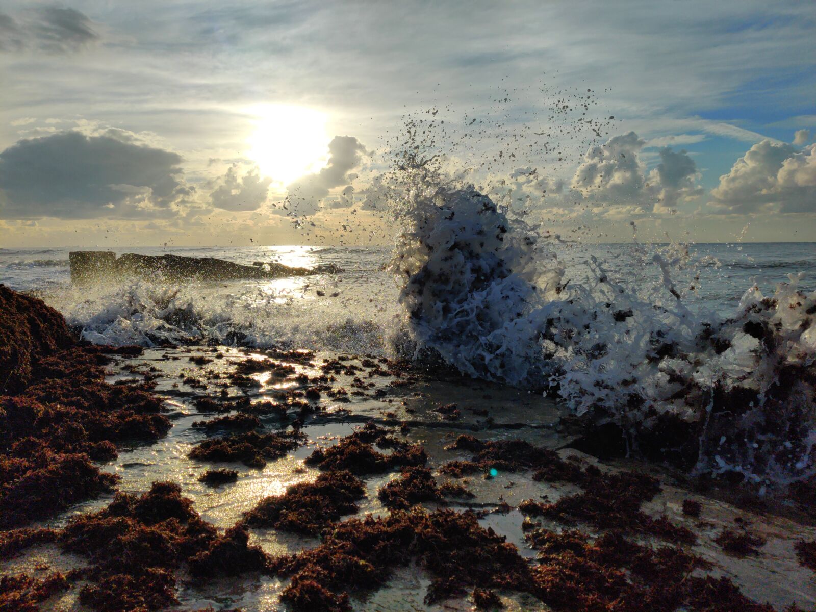 OnePlus GM1903 sample photo. Sea, beach, seaweeds photography