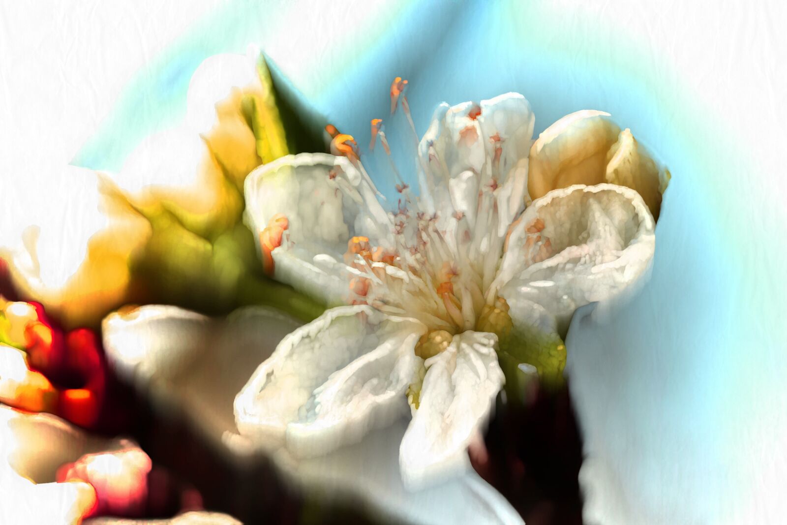 Tamron SP 90mm F2.8 Di VC USD 1:1 Macro sample photo. Apple blossom, watercolour, gradient photography