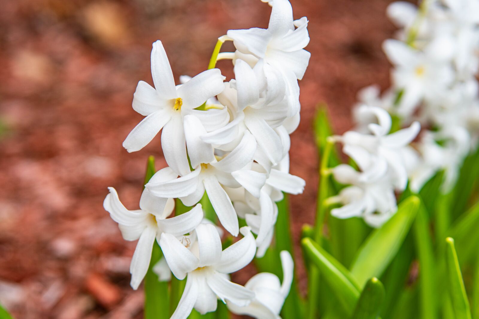 Nikon D500 sample photo. White, flower, spring photography