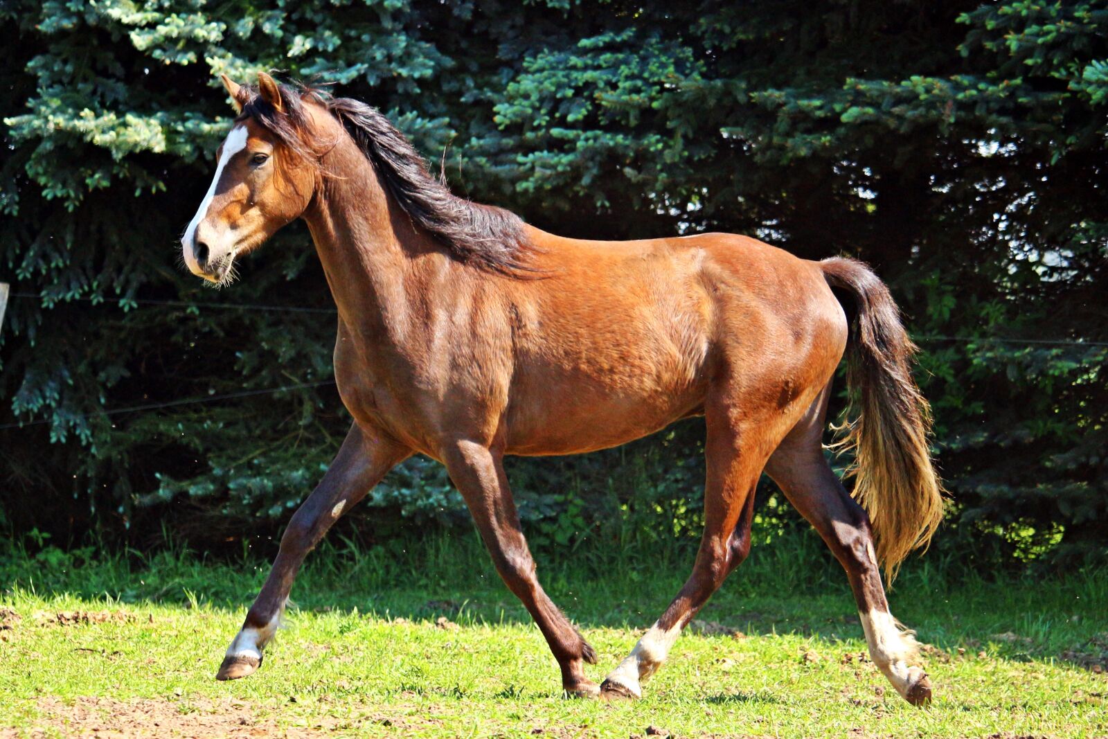 Canon EOS 100D (EOS Rebel SL1 / EOS Kiss X7) sample photo. Horse, pony, brown photography