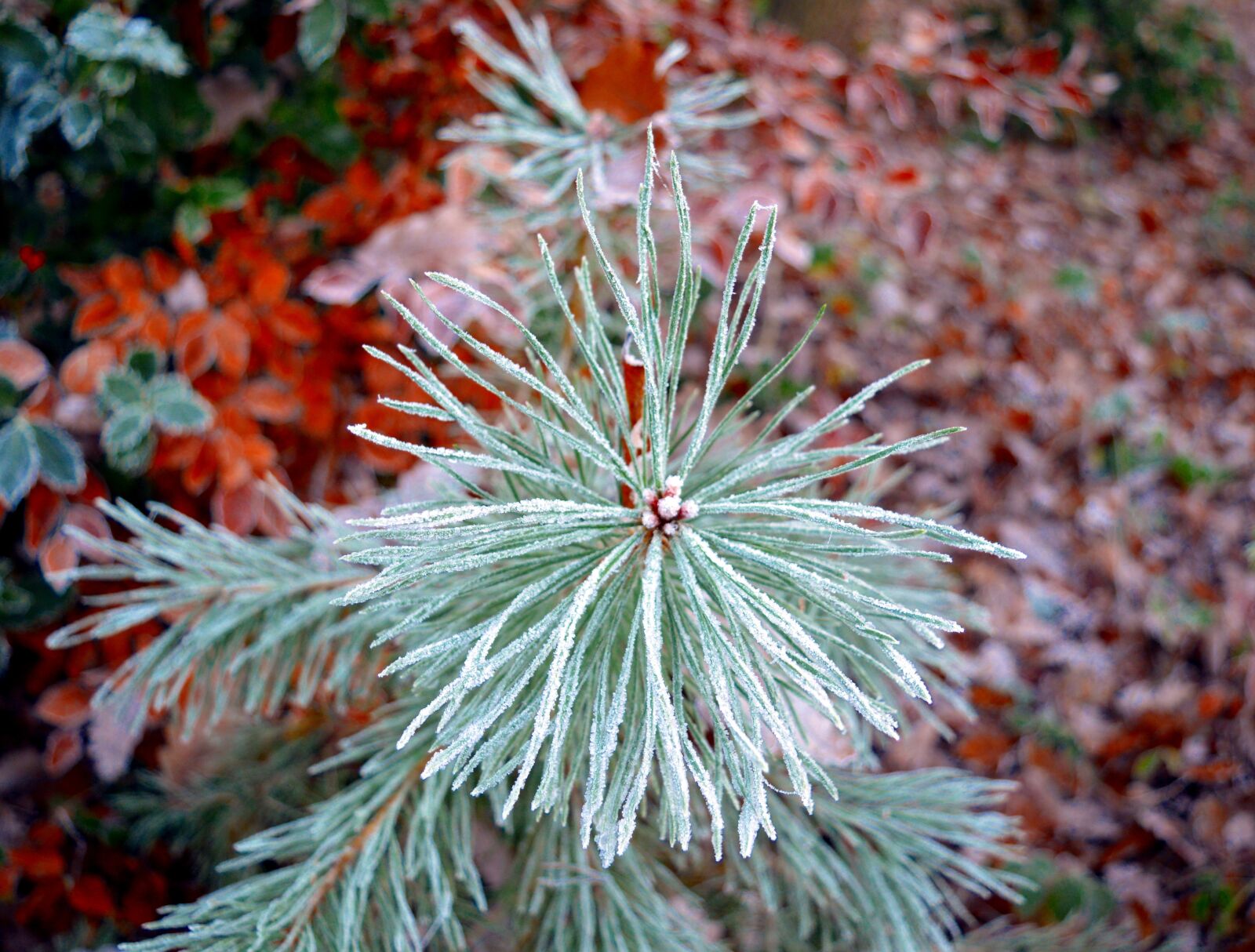 Nikon D3200 sample photo. Conifer, pine, nature photography