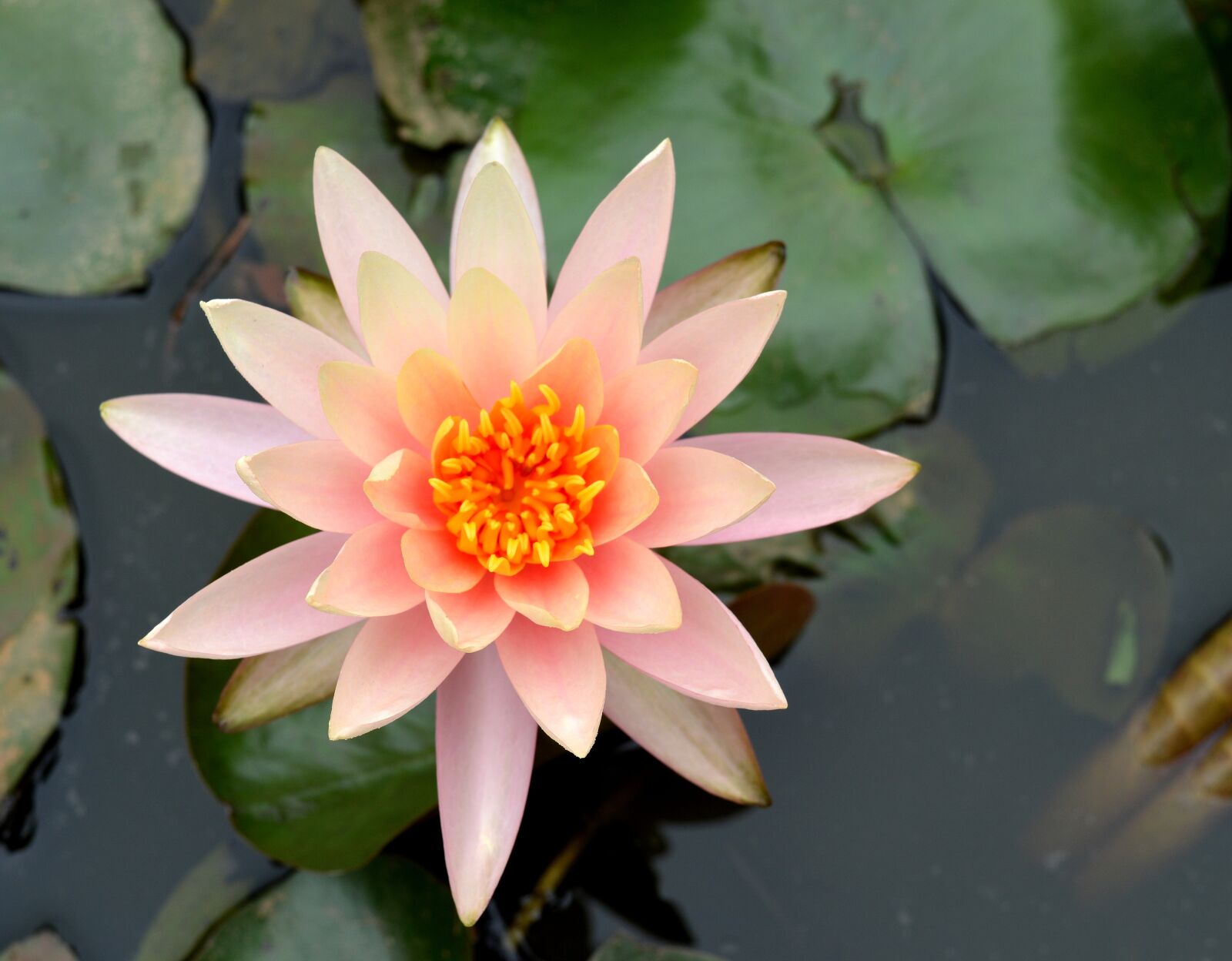 Nikon D3200 sample photo. Flower, pretty, blossom photography