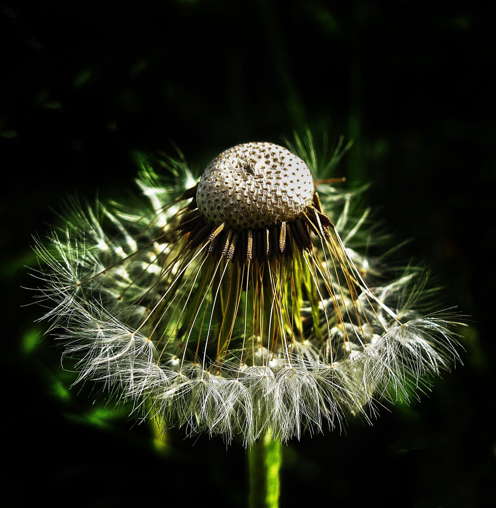 Canon PowerShot G12 sample photo. Dandelion, flight screens, achaenen photography