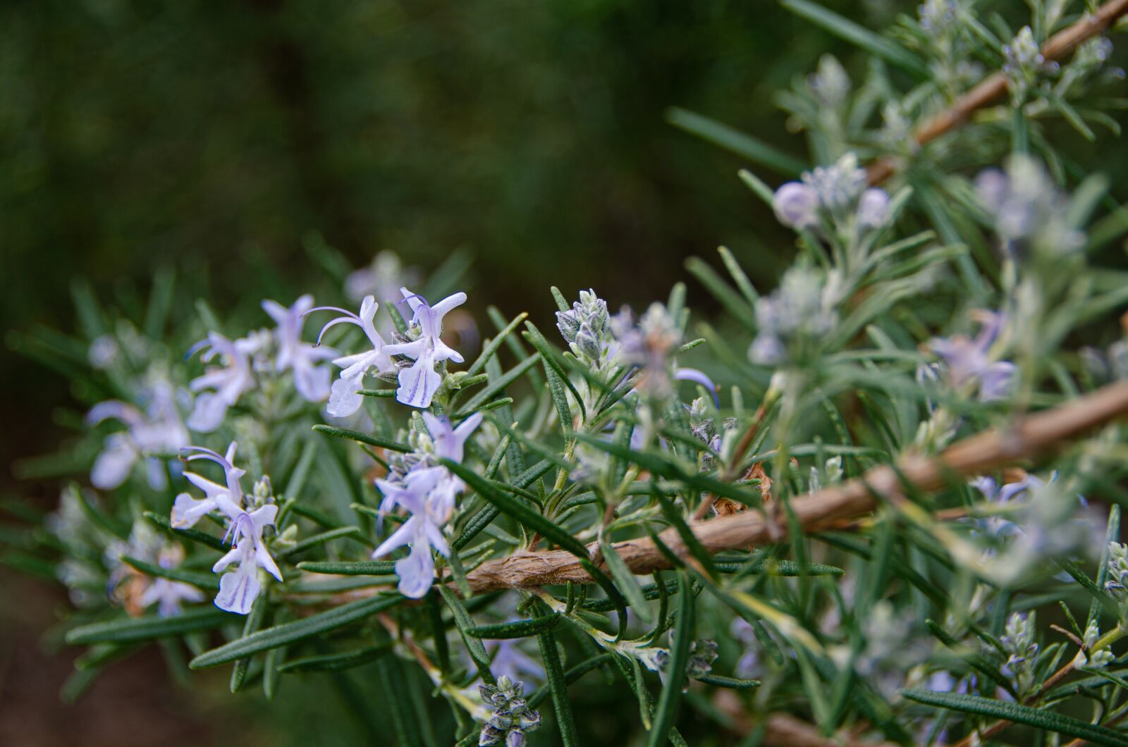 Nikon D7000 sample photo. Rosemary, blossom, bloom photography