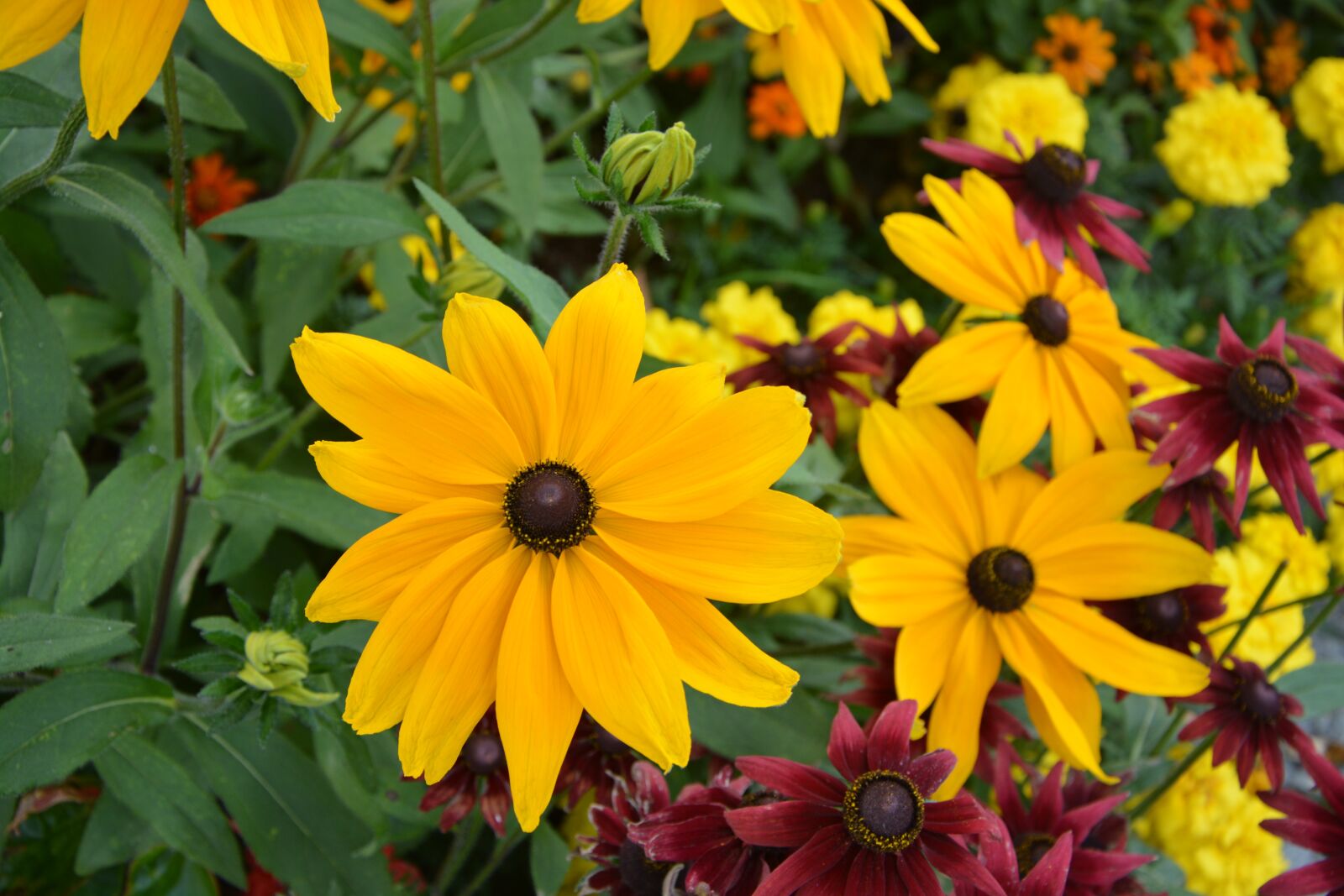 Nikon D5200 sample photo. Flowers, yellow flowers, flower photography