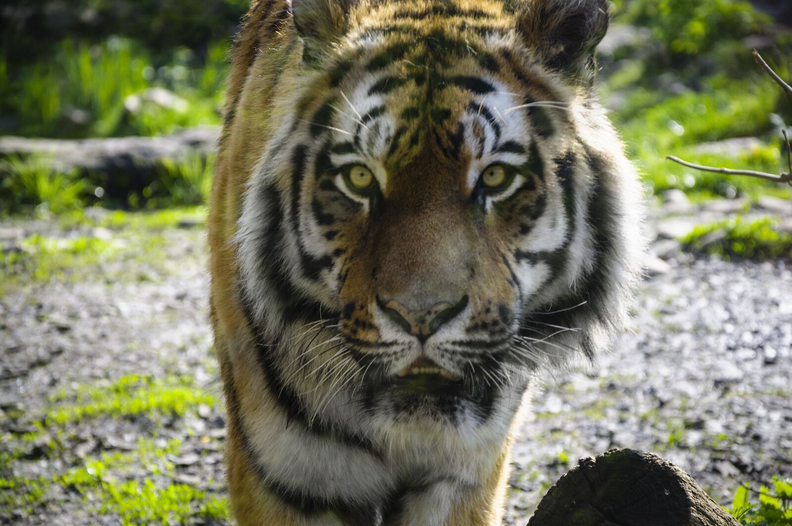 Nikon D5000 sample photo. Tiger, zoo, predator photography
