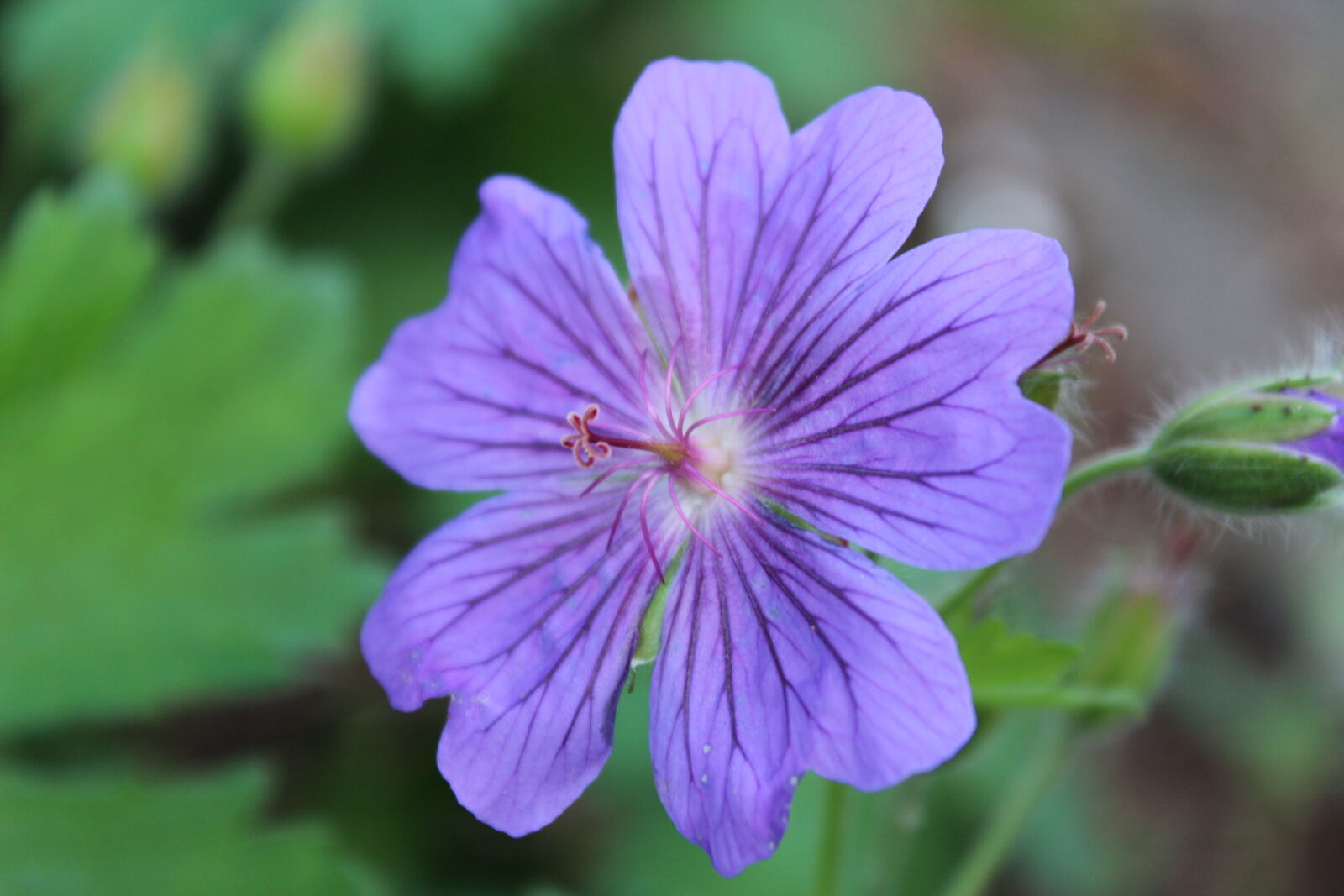 Canon EOS 600D (Rebel EOS T3i / EOS Kiss X5) sample photo. Flower, purple photography