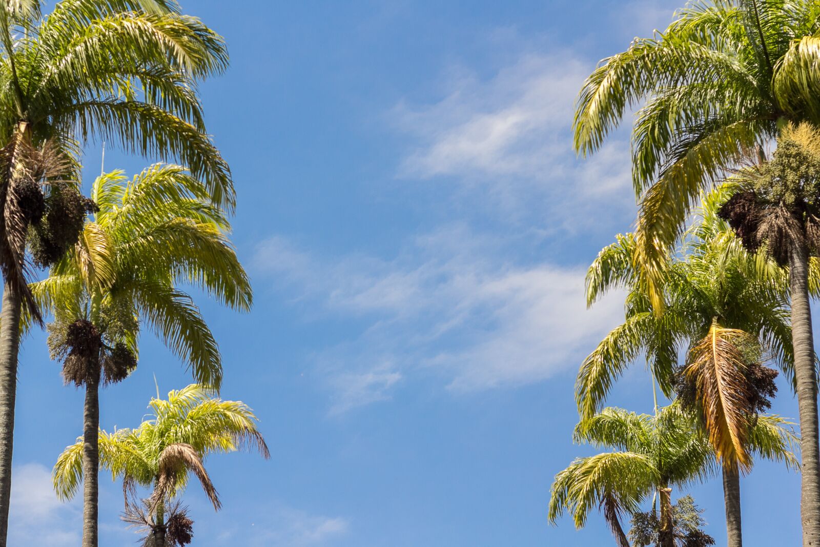 Canon EOS 60D + Canon EF 50mm F1.8 II sample photo. Sky, palm trees, blue photography