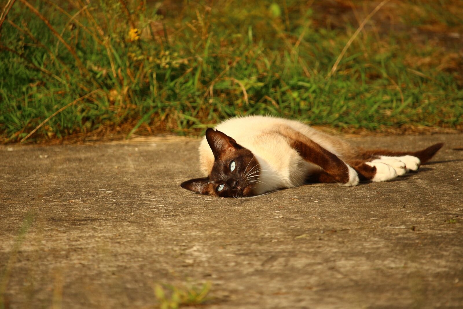 Canon EOS 100D (EOS Rebel SL1 / EOS Kiss X7) sample photo. Cat, mieze, siamese cat photography