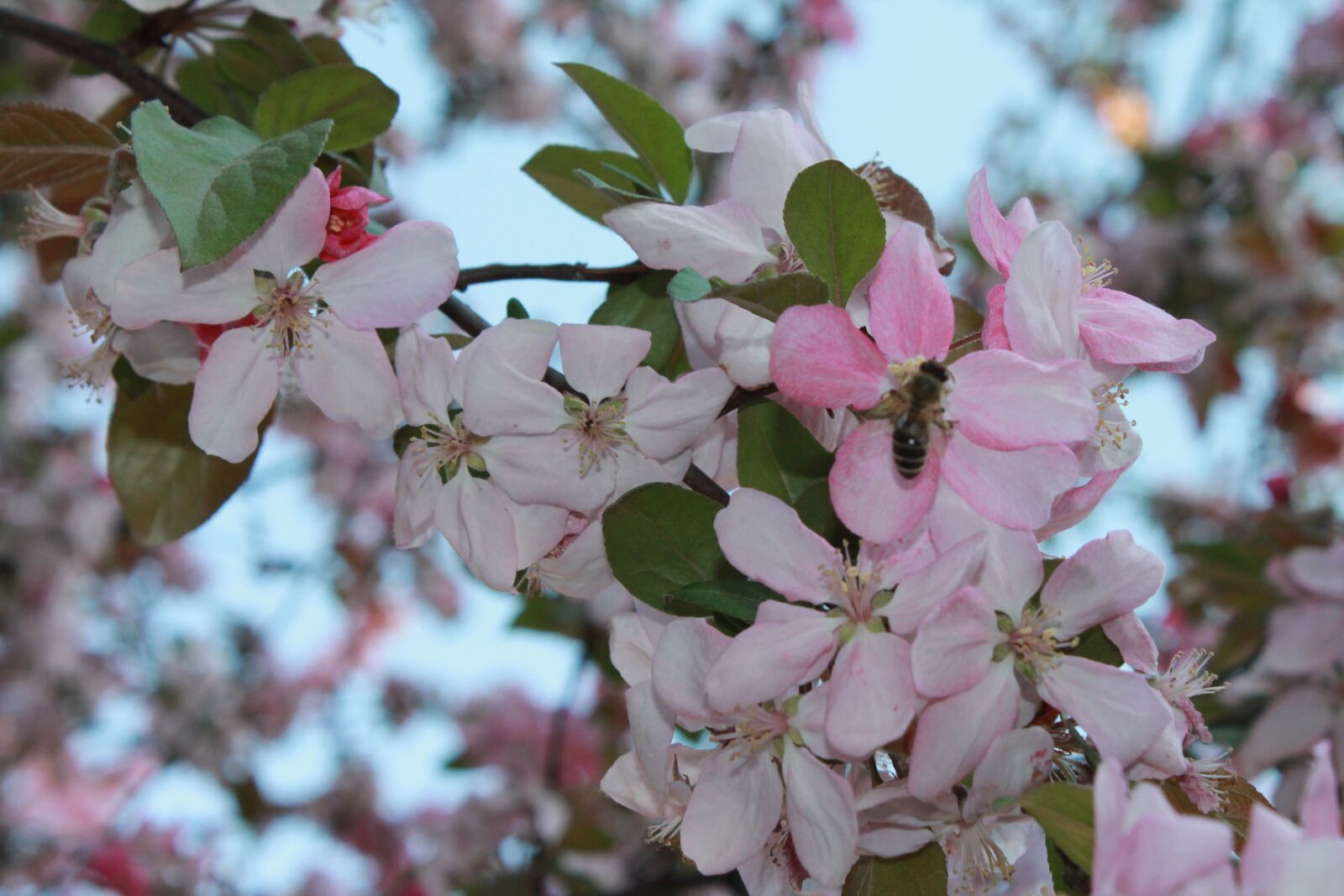Canon EOS 1100D (EOS Rebel T3 / EOS Kiss X50) sample photo. Flower, tree, apple tree photography