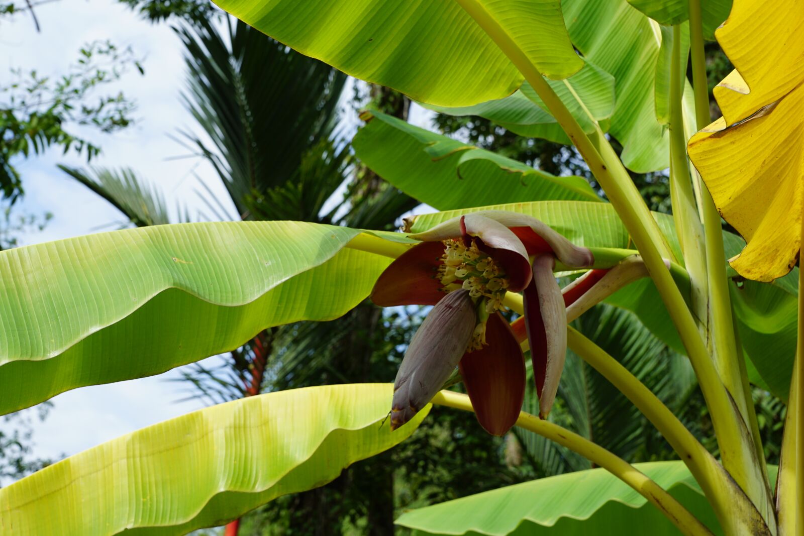 Sony DT 16-50mm F2.8 SSM sample photo. Bananas, tree, blossom photography