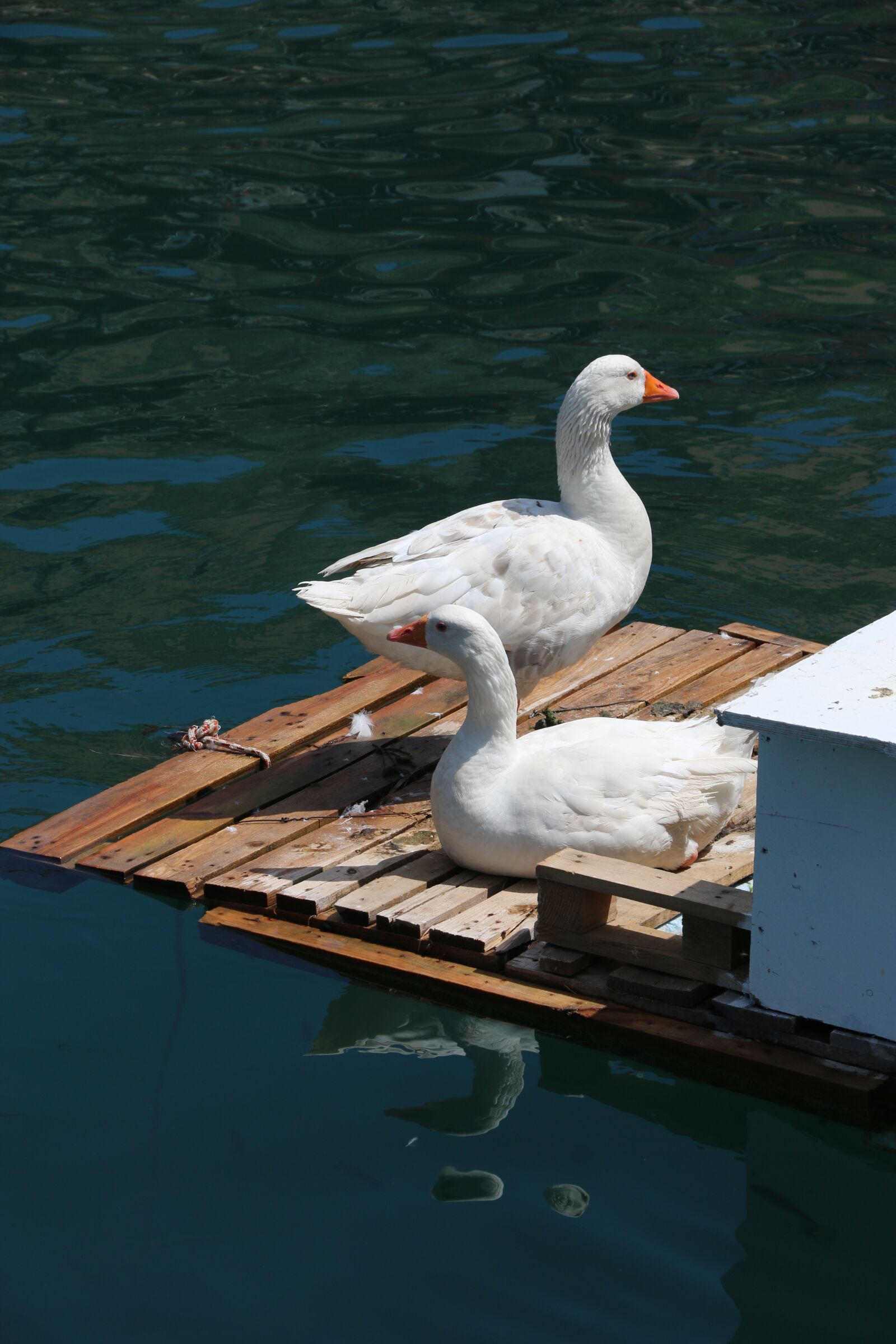 Canon EF-S 18-135mm F3.5-5.6 IS sample photo. Duck, marine, bird photography