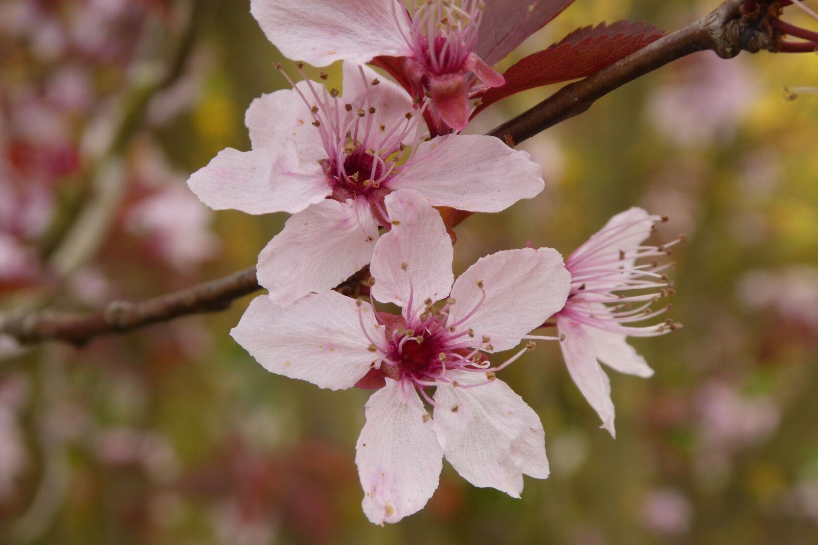 Panasonic DMC-TZ81 sample photo. Cherry blossom, flowers, pink photography