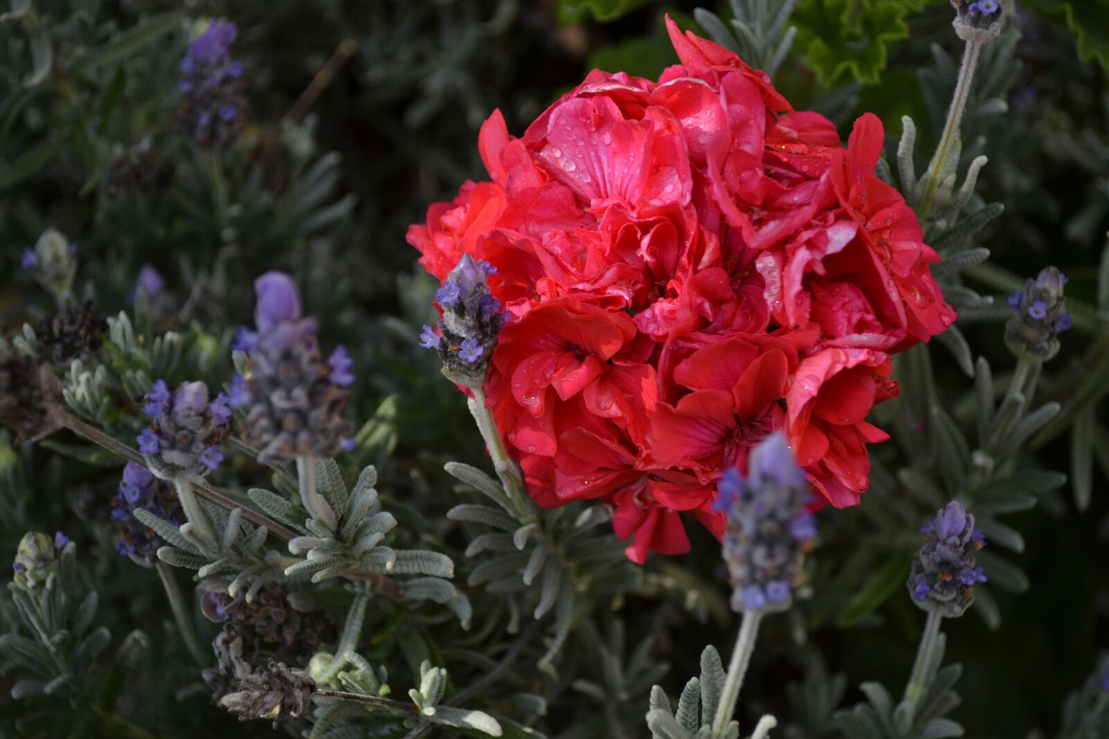 Nikon D3100 sample photo. Lavender, geranium, flower photography