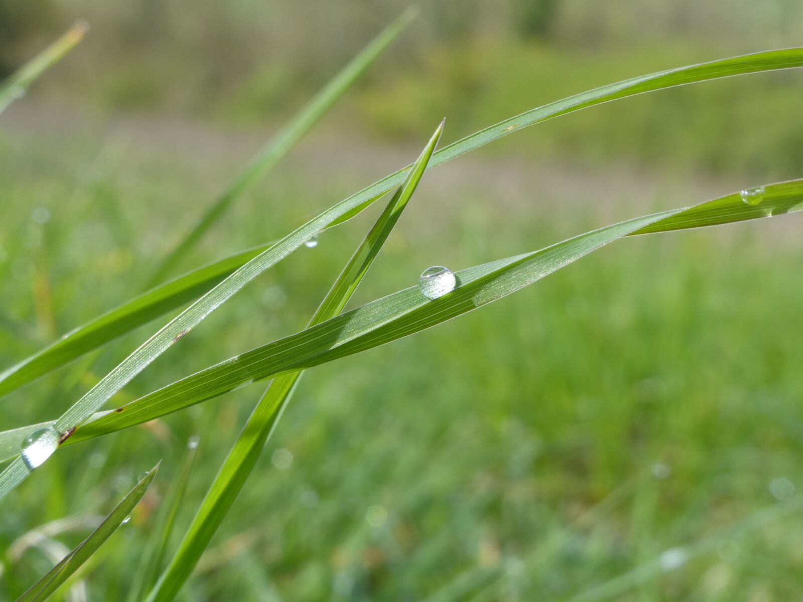 Panasonic Lumix DMC-ZS25 (Lumix DMC-TZ35) sample photo. Drop, blade of grass photography