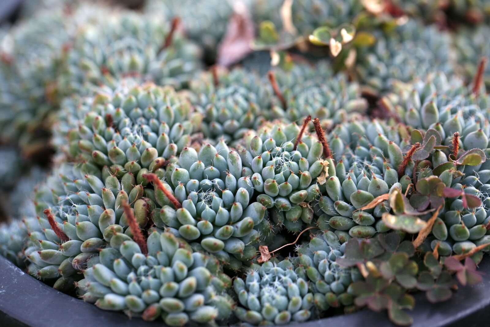 Canon EOS 5D sample photo. A fleshy plant, fleshy photography