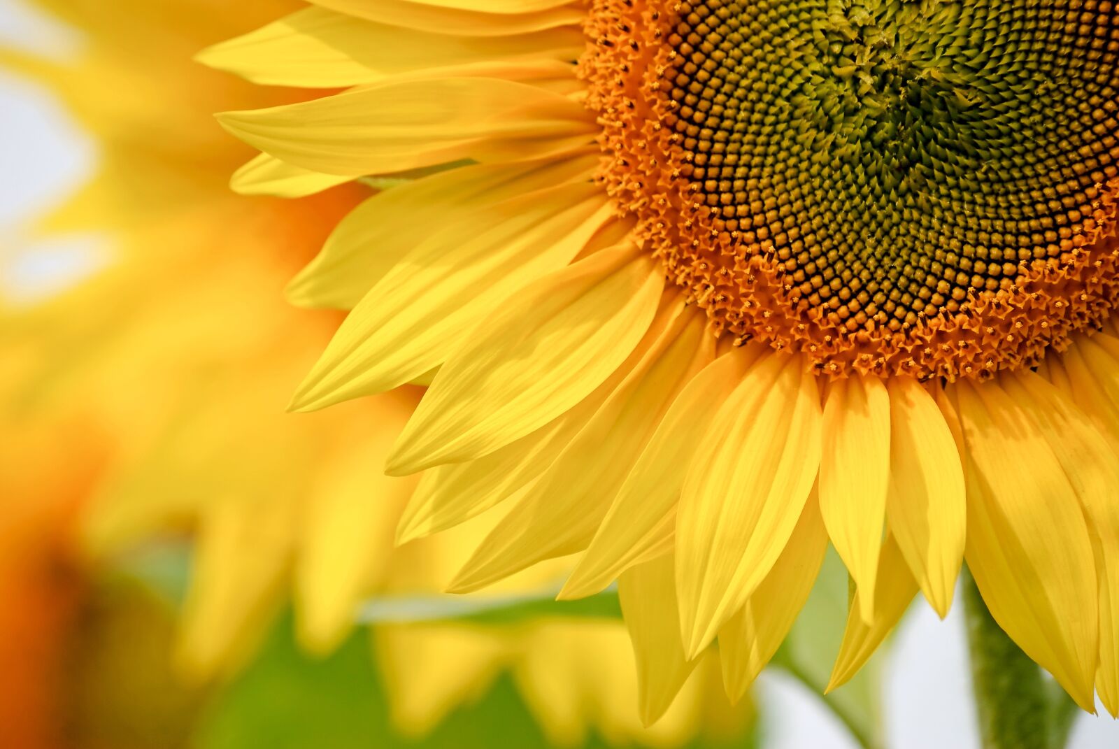 Nikon D80 sample photo. Nature, plant, flower photography