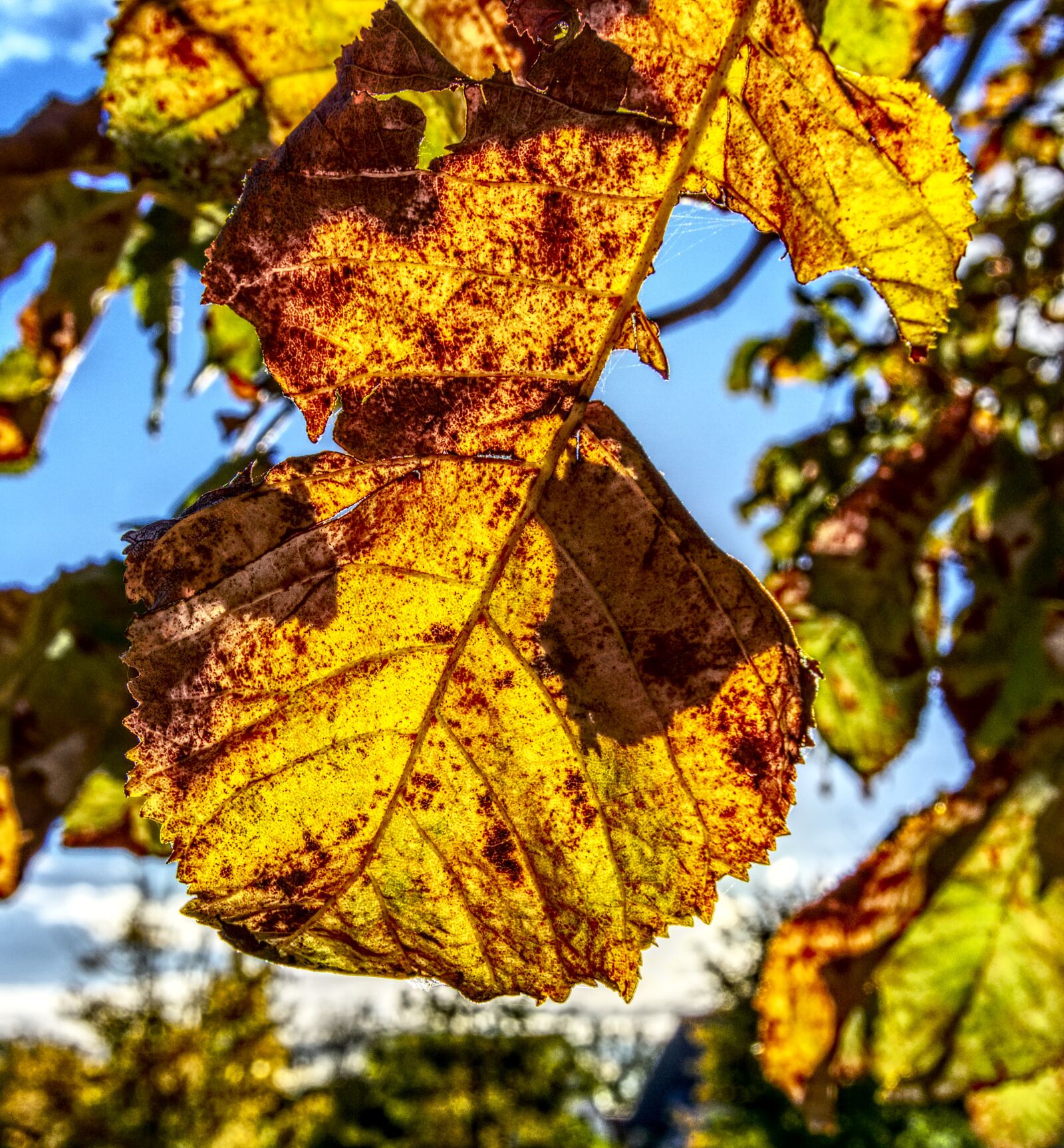 Sony E 16-50mm F3.5-5.6 PZ OSS sample photo. Leaves, fall leaves, colorful photography