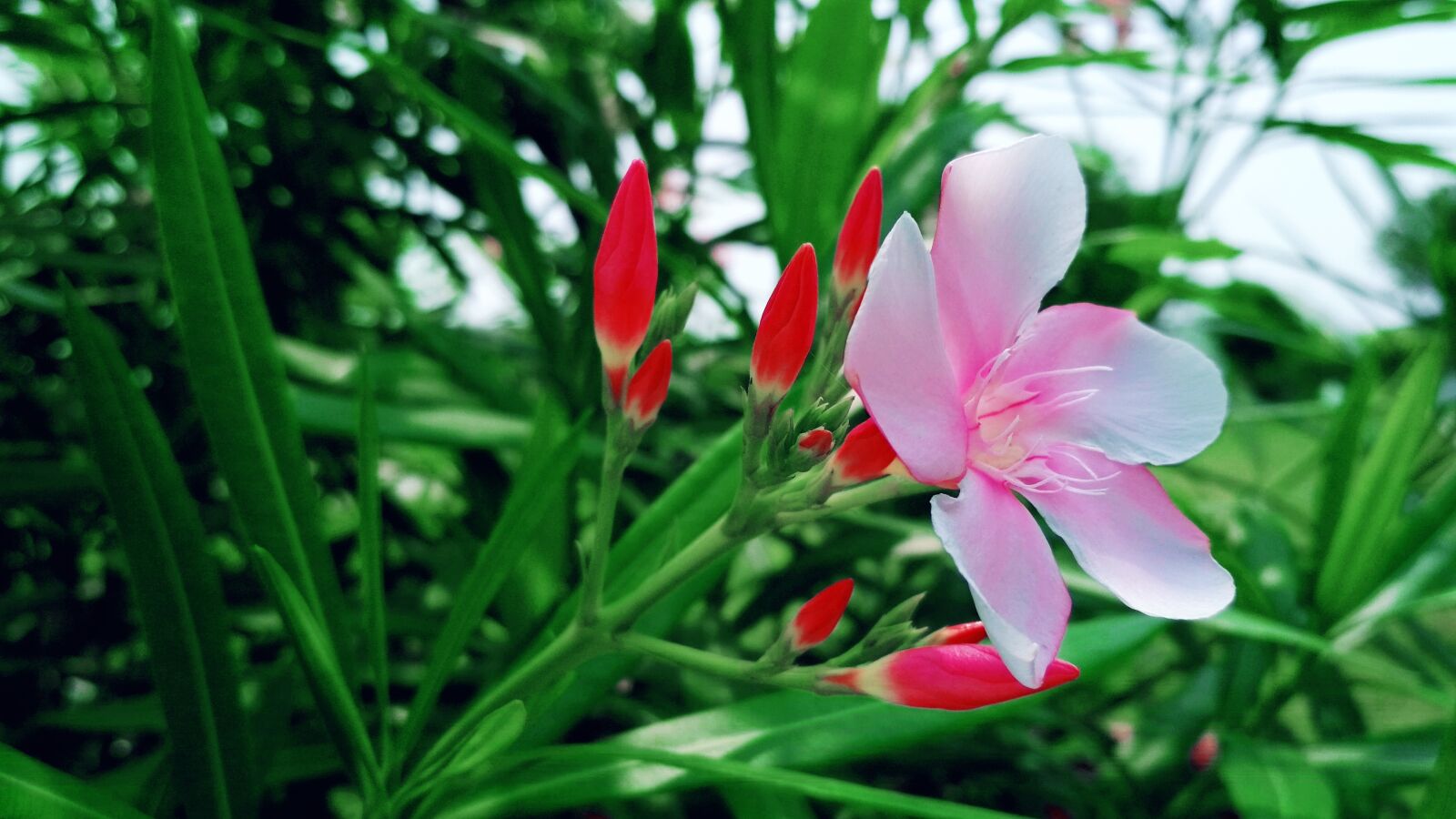 Xiaomi Redmi 4 Pro sample photo. Beautiful, flowers, close, up photography